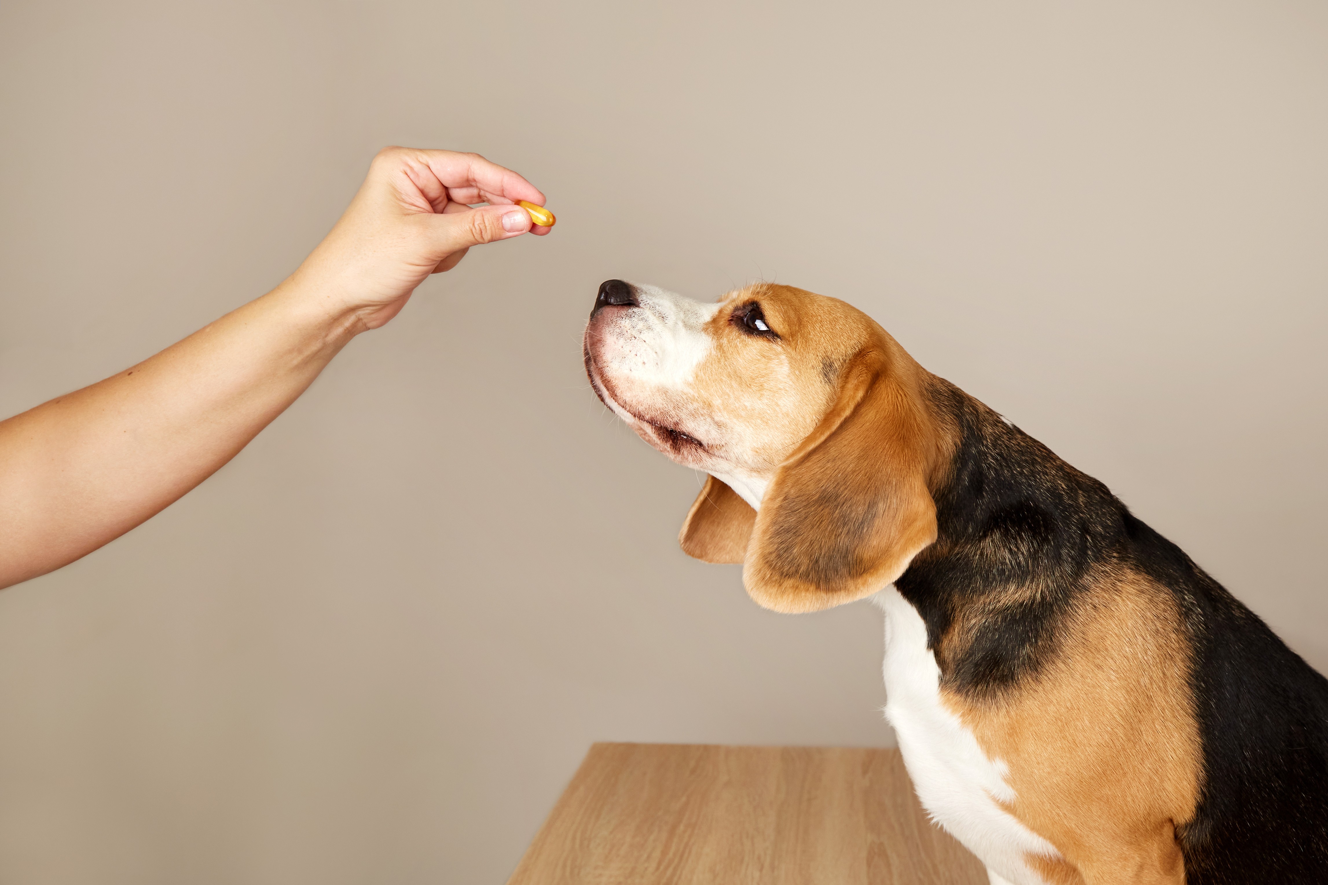 Animal Prescription Medications Dispensed in Human Pharmacy