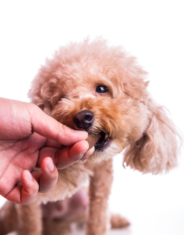 Animal Medicines in Human Pharmacies