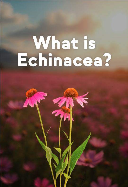 Echinacea